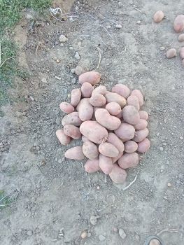 Біла роса домашя 1