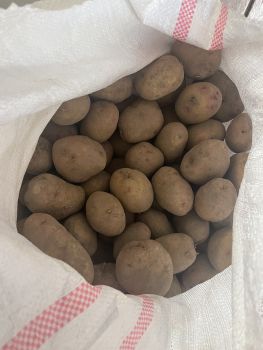 Домашня картопля 1