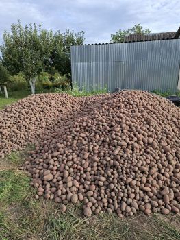 Картопля сорту Балтік Роуз