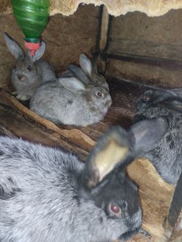 Кролики полтавське срібло 2