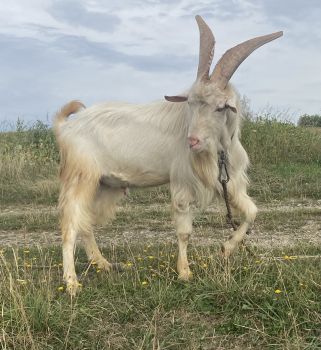 Козел для покриття кіз 4