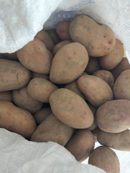 Картоплю 1