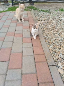 Віддам в добрі руки 1