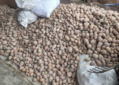 Продам картоплю 1
