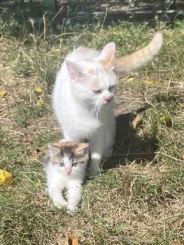 Віддам котиків в добрі руки 1