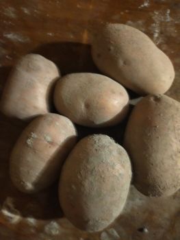 Продам картоплю 1