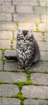 Віддам гарненьких кошенят 5