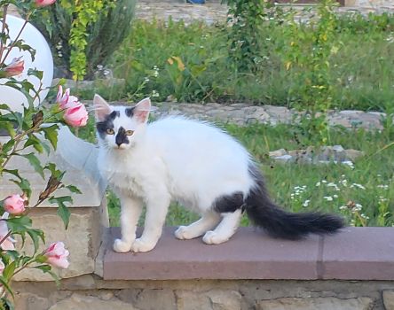 Лагідне кошеня шукає люблячих господарів 2