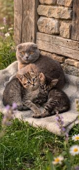Віддам гарненьких кошенят 2