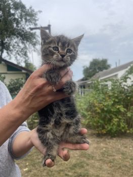 Віддамо кошенят у добрі руки 1