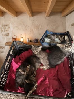 Віддам гарненьких кошенят 3