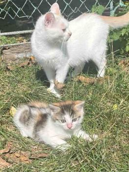 Віддам котиків в добрі руки 3