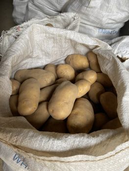 Картопля домашня! 1
