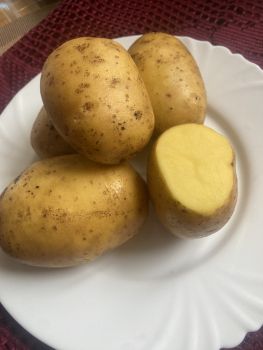 Картопля домашня