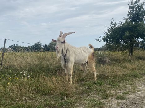 Козел зааненсьий 3