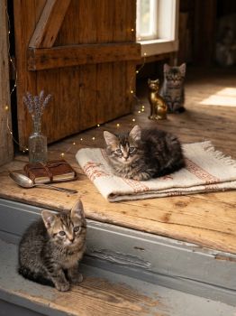 Віддам гарненьких кошенят 4