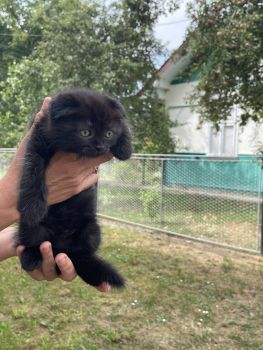 Віддамо кошенят у добрі руки 2
