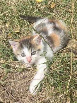 Віддам котиків в добрі руки 2
