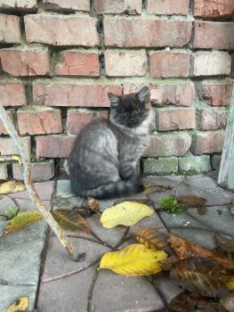 Віддам кошеня (дівчинка) в добрі руки