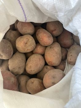 Велика домашня картопля 1