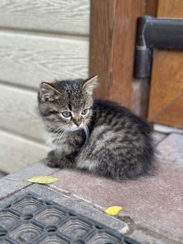 Віддам котиків у добрі руки 2