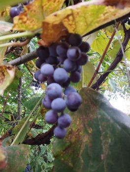 Продам виноград🍇 2