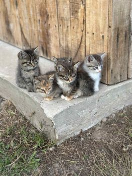 Віддам котиків у добрі руки 3