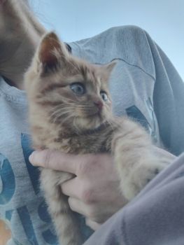 Віддам в добрі руки чудового друга 3