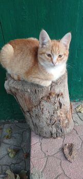 Віддам котика в добрі руки