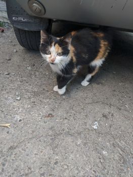 Віддамо у добрі руки кицю 1