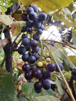 Продам виноград🍇 1