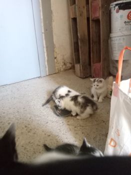 Віддам в добрі руки кошенят 1