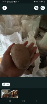 Картопля велика 1