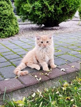 Віддам котиків в добрі руки 1