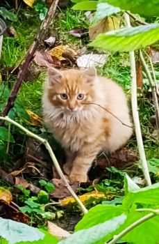 Віддам котиків в добрі руки 2