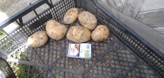 Домашня молода картопля 3