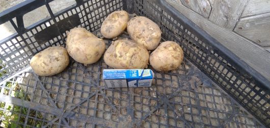 Домашня молода картопля 2