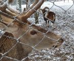 Еко-корм "Чарівнюля" 3