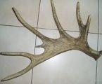 Роги 1