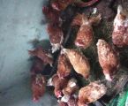Кури 1