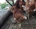 Кури 5