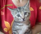 Віддам кошенят 3