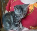 Віддам кошенят 4