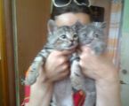 Віддам кошенят 1