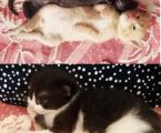 Кошенята шукають люблячі сім'ї 1