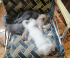 Котики 1