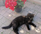 Кошеня 2