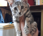 Кошенята 7