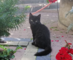 Кошеня 1