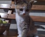 Кошенята 1